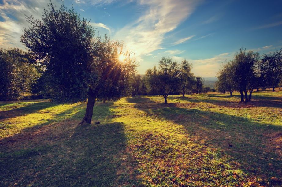 Campagna Organic — natural Italian products